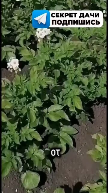 Эффективные способы борьбы с колорадским жуком: ваше ? смотреть онлайн