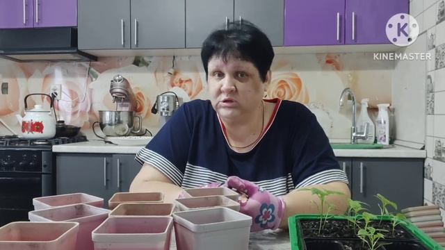 Доброе утро #новый помощник на кухне #сажаю перцы. смотреть онлайн