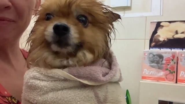 Теперь Буся чистый.