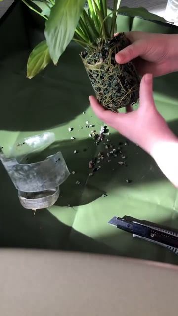 Spathiphyllum #plants #spathiphyllum #спатифиллум #цеогрунт #грунт смотреть онлайн