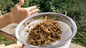 Амарант - суперфуд. Сбор семян и применение