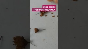 ПУЗЫРЕПЛОДНИК. СБОР СЕМЯН. САМЫЙ ПРОСТОЙ СПОСОБ РАЗМН?