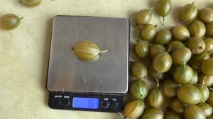 АНГЛИЙСКИЙ ЖЕЛТЫЙ.  Крыжовник с множеством достоинств