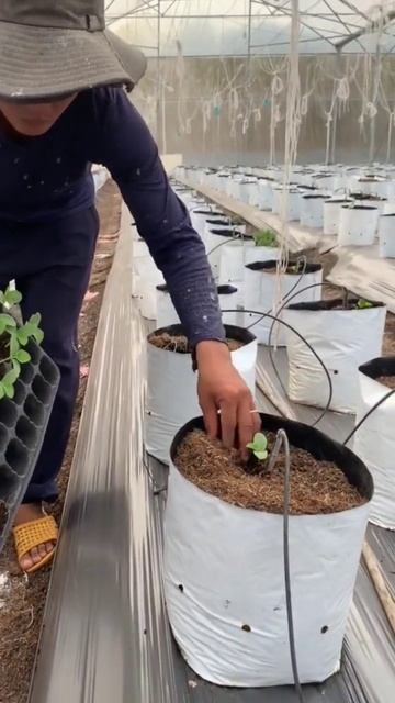 Высадка рассады 🌱💦🍈 смотреть онлайн