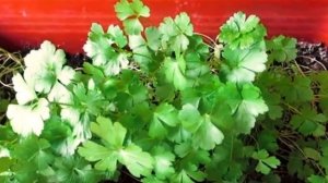 ПЕТРУШКА ИЗ СЕМЯН НА ПОДОКОННИКЕ ДОМА, ВЫРАЩИВАЕМ ЗЕЛ?