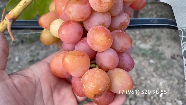 Виноград Роза красная, 29 июля 2024 год, Новороссийск. смотреть онлайн