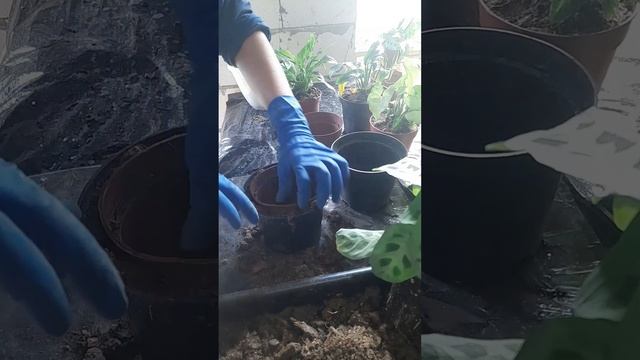 Пересадка кімнатних квітів смотреть онлайн