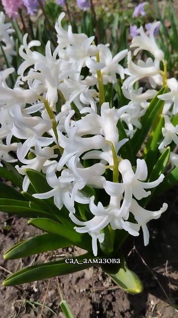 Садовые цветы 🌸 смотреть онлайн