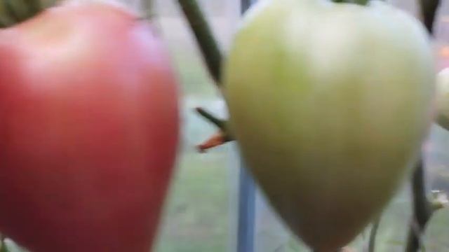 Обзор новых сортов томатов в теплице. г. Киров смотреть онлайн