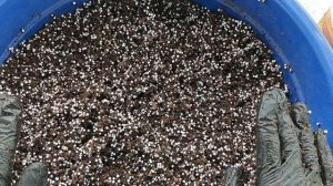 Грунт для фиалок на фитильном поливе. Перевалка деток из стакана в горшок.