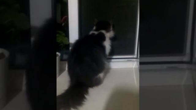 Всем мяяу! Меня зовут кот Сем и я первый в России говор смотреть онлайн