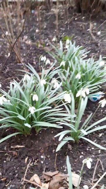 🌸ПЕРВЫЕ ЦВЕТЫ весны 2025 в Москве🇷🇺район Свиблово (С смотреть онлайн