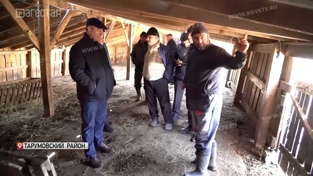 В Дагестане в разгаре окотная кампания смотреть онлайн