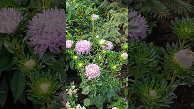 Хризантелла Цветок лотоса и Синий туман