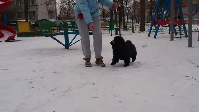 Букля трени 2.5 месяца смотреть онлайн