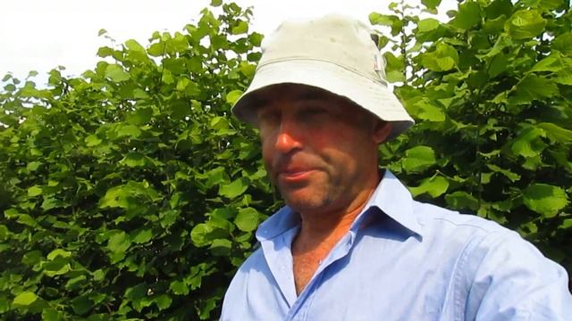 Клубника . Опыт мульчирования опилками.