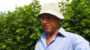 Клубника . Опыт мульчирования опилками.