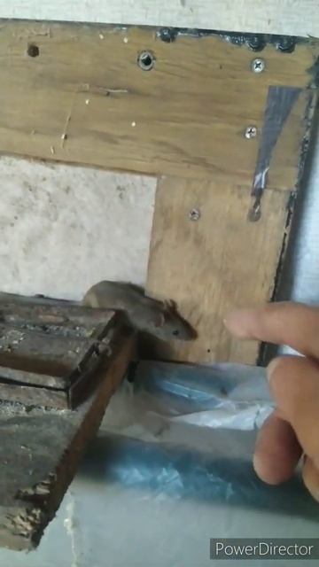 Как поймать мышонка смотреть онлайн