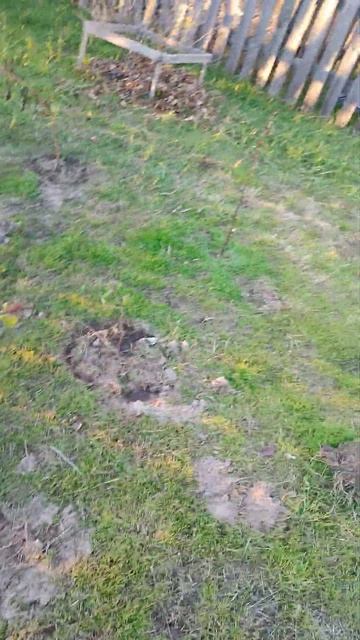 листьями все кусты усыпаны, но ведь ещё удобрения внес смотреть онлайн