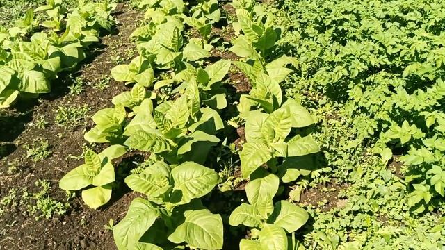 Вести с полей. (обзор табака)