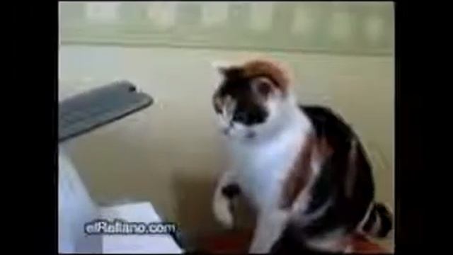 Очень смешной прикол с котом смотреть онлайн