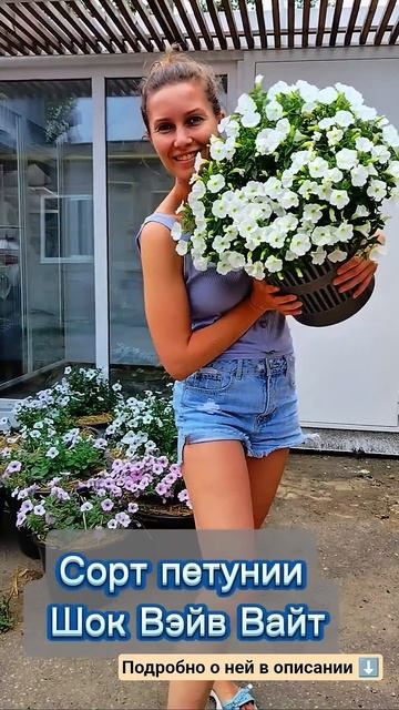 петуния из семян #garden #калибрахоа #петунии #plants #садово? смотреть онлайн