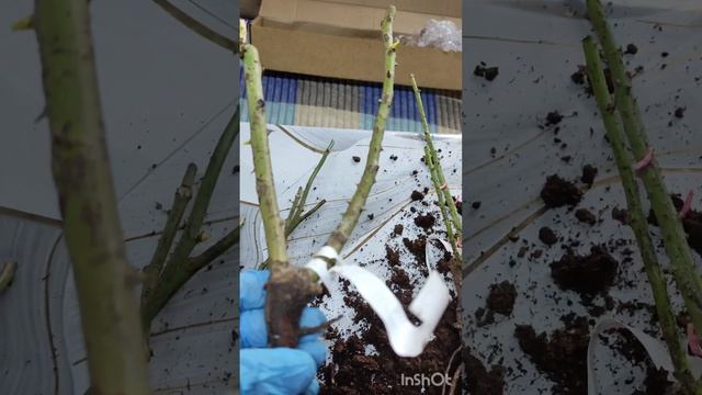 Распаковка 🌹🌹🌹 с питомника Розы Вдохновения (Кущев смотреть онлайн