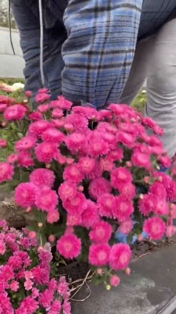 #растения #хризантема #мультифлора #черенкихризантемы смотреть онлайн