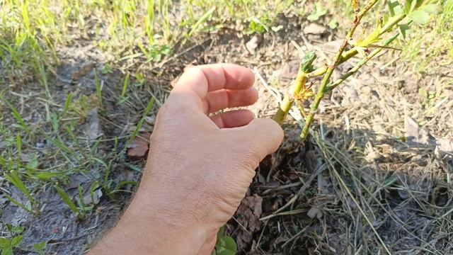 Нужно или не нужно снимать парафин с саженцев роз