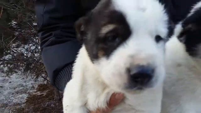 Щенки от вязки Гужур-Шакар д.р 10.11.18. смотреть онлайн