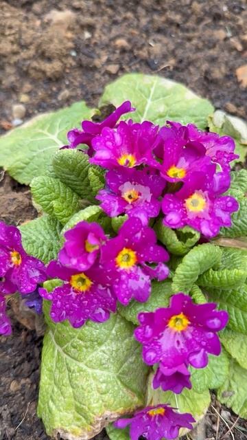 25. Марта 2025 год. Мои цветы. Германия. смотреть онлайн