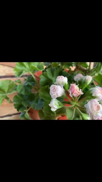 Ю- Царская Невеста🌺цветение в открытом грунте/ в кашп смотреть онлайн