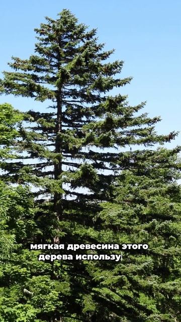🌲 Дальневосточное сокровище - пихта сахалинская! 🌲 #s
