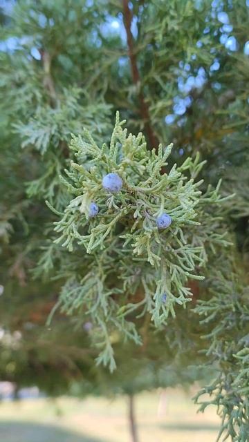 В парке Галицкого около слоновых пальм посадили можже смотреть онлайн