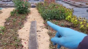 Высаживаю плетистые розы для живой изгороди. Спрашива