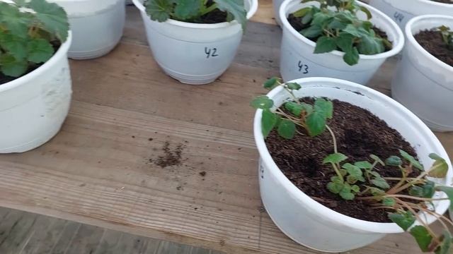 РАБОТАЕМ в обычном режиме. Обзор теплиц на 10.12.24. смотреть онлайн