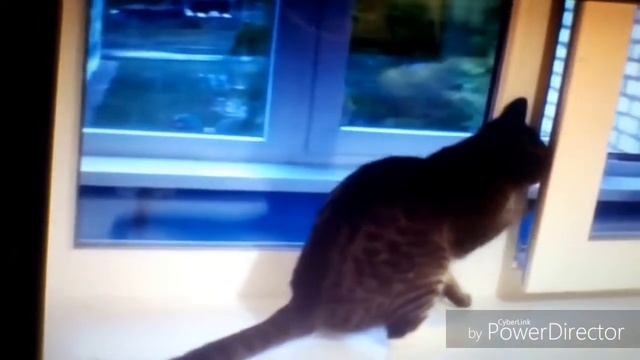 Кот и голубь битва на окне смотреть онлайн