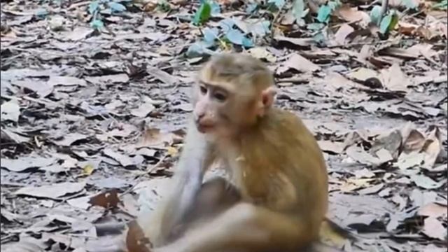 После укусов насекомых и перенесенной инфекции... 1000004021.mp4 смотреть онлайн