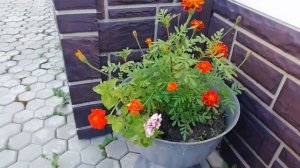 💐🌸🌿Красивые композиции цветов в горшках на улице