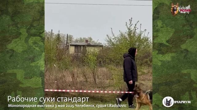 РАБОЧИЙ СУКИ / КЧК ЧЕЛЯБИНСК 3 мая`25 I.Radulovic Моно немецких овчарок