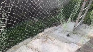 ромбовая сеть-посадка полурамника  на шнур яч.18