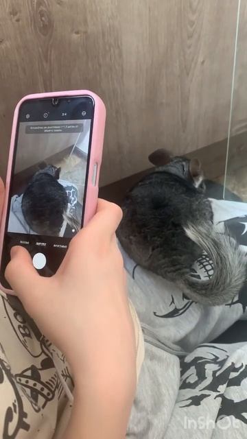 дадада это я)))🎀🌙 #шиншила #животные