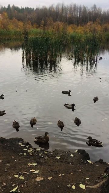 Пруд в пос. Ветлужском) смотреть онлайн