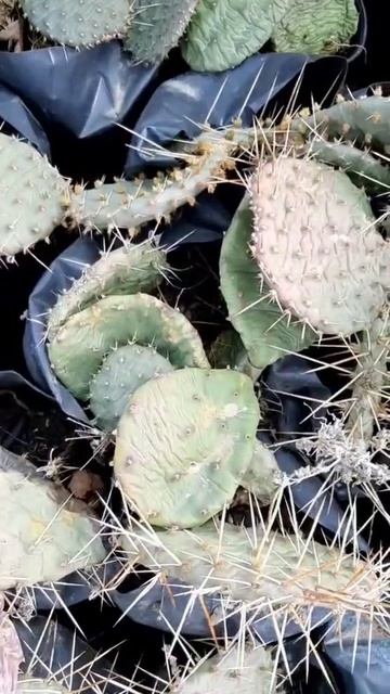 Как перезимовала Опунция. #садогород #дача #саженцы #да смотреть онлайн