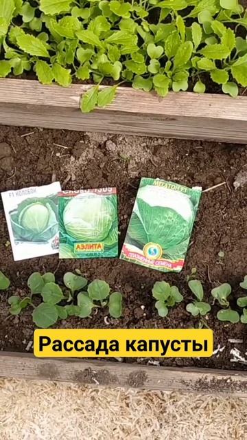Рассада капусты растет. смотреть онлайн