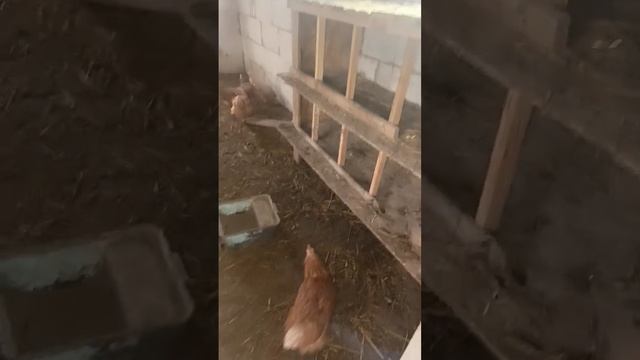 утро,курятник.все живы здоровы.сегодня будем авоскопи смотреть онлайн