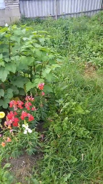 клумба среди сорняков😜