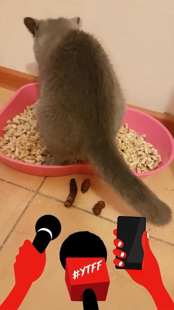 Кошка.Какает.Приколы.Ржака.Юмор.Кошки.Котята.2018.Russia.Vine.Prikoli.31029.Chelyabinsk.Челябинск смотреть онлайн