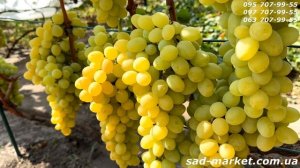 Виноград Рататуй - 2024, советы по выращиванию, нагрузка,