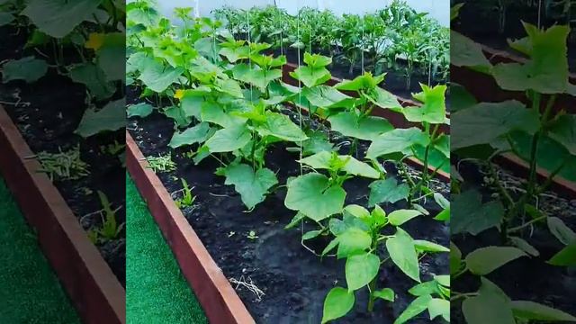 Помидоры, огурцы, сладкий перец и баклажаны, посажено ? смотреть онлайн